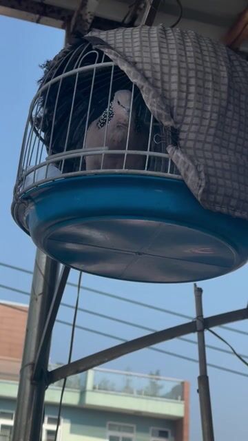 cú gáy sumo. Mua bán Chim tại Quận Bình Tân Tp Hồ Chí Minh được đăng bởi Minh ly hình 2