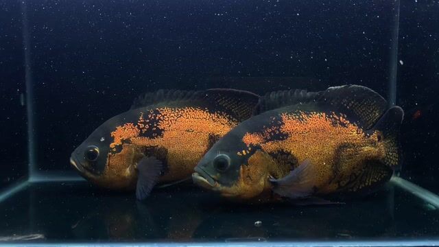 Tai Tượng Châu Phi Đen Bông size 5 ngón. Mua bán Thú cưng khác tại Quận Bình Tân Tp Hồ Chí Minh được đăng bởi Cá Cảnh JK HCM hình 1