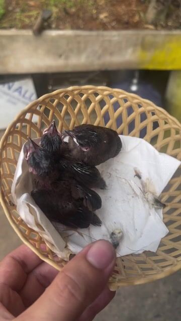 Chim chào mào non Đen 3 bé. Mua bán Chim tại Thị xã Bến Cát Bình Dương được đăng bởi Khoi hình 1