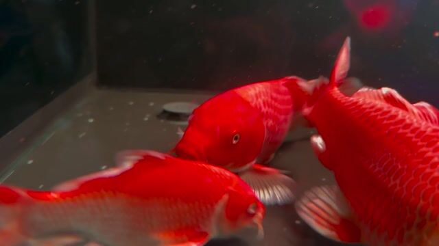 fi tần china  Gần 30cm. Mua bán Thú cưng khác tại Quận Ninh Kiều Cần Thơ được đăng bởi a thịnh hình 1