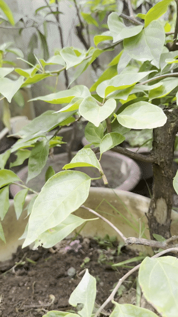 Cây hoa giấy Hồng Song xiêu dễ chăm sóc. Mua bán Cây cảnh, đồ trang trí tại Quận Long Biên Hà Nội được đăng bởi Nguyen Thanh hình 1