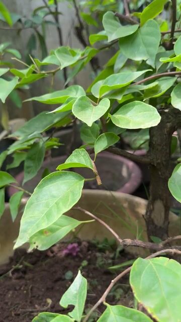 Cây hoa giấy Hồng Song xiêu dễ chăm sóc. Mua bán Cây cảnh, đồ trang trí tại Quận Long Biên Hà Nội được đăng bởi Nguyen Thanh hình 1