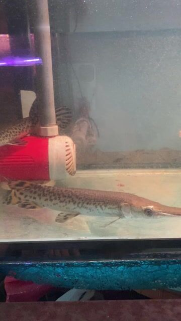 cá sấu hỏa tiễn bông. Mua bán Thú cưng khác tại Thị xã Tân Uyên Bình Dương được đăng bởi Khoa hình 1