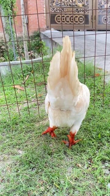 Mái Bướm Thái/Mỹ 2,4/2,5kg tay khủng. Mua bán Gà tại Thành phố Biên Hòa Đồng Nai được đăng bởi Đinh Hoàng Nam hình 1