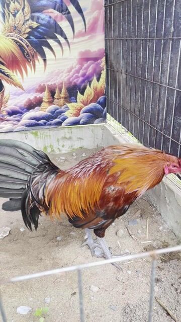 Gà chọi Peru Mỹ 3.1kg gà tơ zin mới. Mua bán Gà tại Thị xã Vĩnh Châu Sóc Trăng được đăng bởi FARM Thiện Sóc Trăng  hình 1