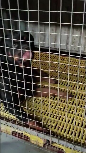 chó Rottweiler cái 3 tuổi thuần chủng. Mua bán Chó tại Thị xã Bến Cát Bình Dương được đăng bởi Malinois bình dương  hình 1