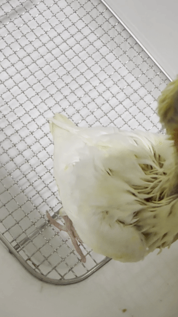 Vẹt Cockatiel Lutino Vàng trắng Non. Mua bán Chim tại Quận Tân Bình Tp Hồ Chí Minh được đăng bởi Quốc Tạ hình 1