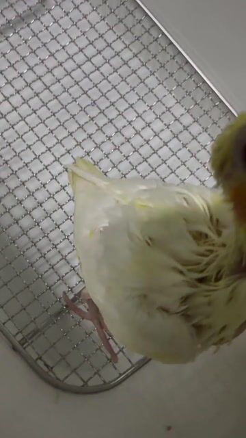 Vẹt Cockatiel Lutino Vàng trắng Non. Mua bán Chim tại Quận Tân Bình Tp Hồ Chí Minh được đăng bởi Quốc Tạ hình 1
