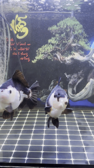 Cá cảnh Oranda Panda 4n-4.5n. Mua bán Thú cưng khác tại Huyện Chợ Mới An Giang được đăng bởi Võ Thái Thành hình 1