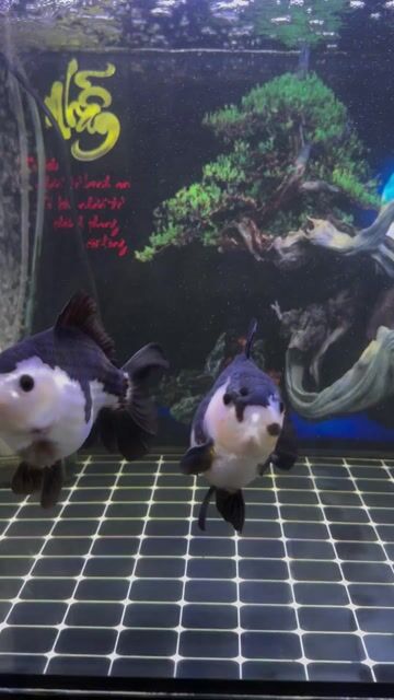 Cá cảnh Oranda Panda 4n-4.5n. Mua bán Thú cưng khác tại Huyện Chợ Mới An Giang được đăng bởi Võ Thái Thành hình 1