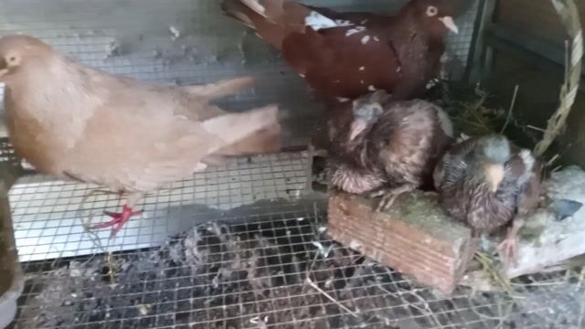 Gà con màu Nâu cả hai. Mua bán Chim tại Huyện Đức Hòa Long An được đăng bởi cu hình 1