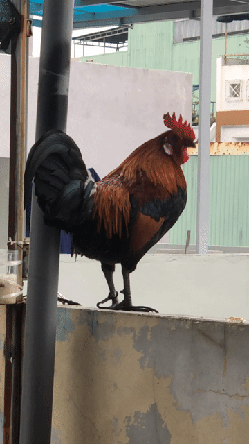 Gà tơ màu Nâu đỏ đen. Mua bán Gà tại Quận Thanh Khê Đà Nẵng được đăng bởi bj hình 1