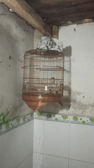 Chim Khuyên. Mua bán Chim tại Quận 12 Tp Hồ Chí Minh được đăng bởi Khổng tước  hình 1