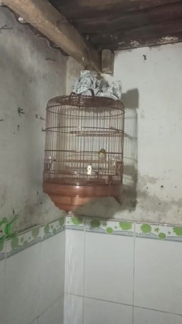 Chim Khuyên. Mua bán Chim tại Quận 12 Tp Hồ Chí Minh được đăng bởi Khổng tước  hình 1