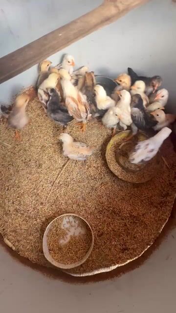 Gà tre bắc cộc. Mua bán Gà tại Huyện Ba Vì Hà Nội được đăng bởi sơn hình 1