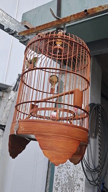 Chim cảnh Vàng, Trắng. Mua bán Chim tại Quận 5 Tp Hồ Chí Minh được đăng bởi ok ní  hình 1
