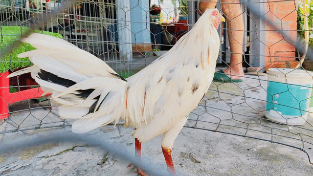 Gà bướm đực trắng 1.5kg. Mua bán Gà tại Huyện Củ Chi Tp Hồ Chí Minh được đăng bởi Gà Tre Gà Nòi Gà Cảnh Củ Chi hình 1