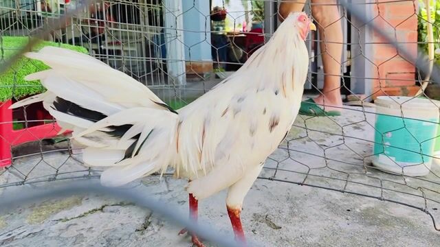 Gà bướm đực trắng 1.5kg. Mua bán Gà tại Huyện Củ Chi Tp Hồ Chí Minh được đăng bởi Gà Tre Gà Nòi Gà Cảnh Củ Chi hình 1
