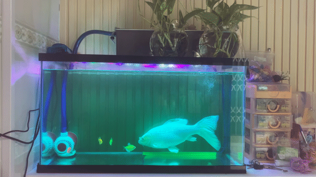 Cá chép phi tần trắng 35cm. Mua bán Thú cưng khác tại Quận Gò Vấp Tp Hồ Chí Minh được đăng bởi Mr hiếu hình 1