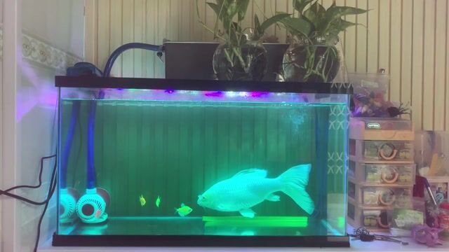 Cá chép phi tần trắng 35cm. Mua bán Thú cưng khác tại Quận Gò Vấp Tp Hồ Chí Minh được đăng bởi Mr hiếu hình 1