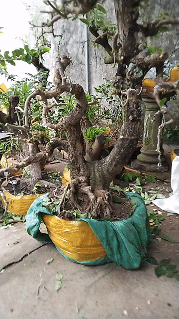 Hoa giấy thành phẩm vạn hoa lầu tím huế. Mua bán Cây cảnh, đồ trang trí tại Quận Long Biên Hà Nội được đăng bởi đăng khoa hình 1
