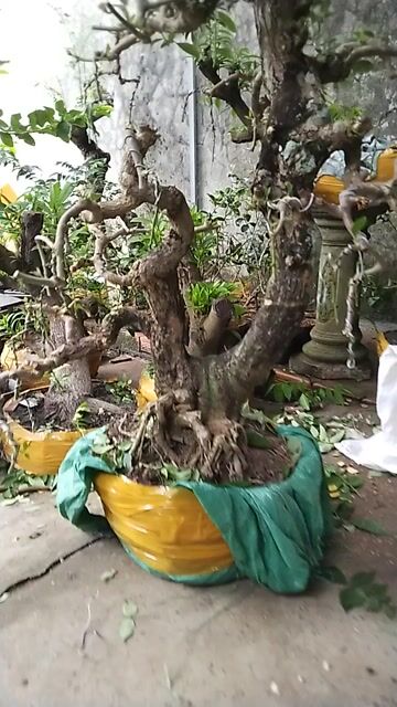 Hoa giấy thành phẩm vạn hoa lầu tím huế. Mua bán Cây cảnh, đồ trang trí tại Quận Long Biên Hà Nội được đăng bởi đăng khoa hình 1