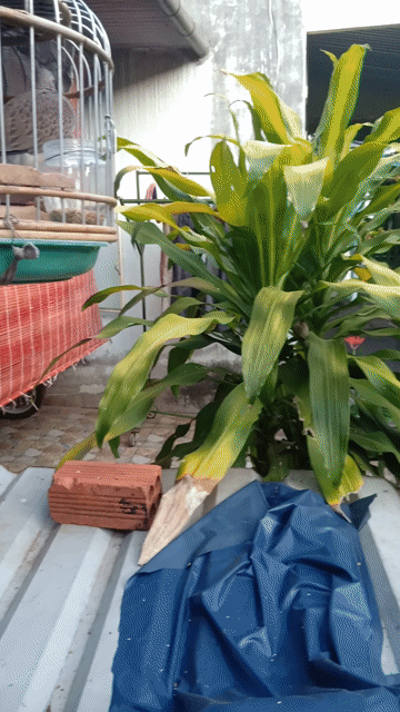 Chim cu gáy 6 tháng tuổi. Mua bán Chim tại Thành phố Long Khánh Đồng Nai được đăng bởi cu gáy mai lai sinh sản Đồng nai  hình 1