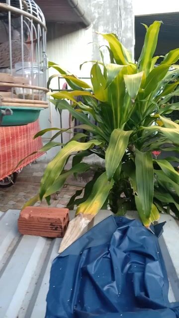 Chim cu gáy 6 tháng tuổi. Mua bán Chim tại Thành phố Long Khánh Đồng Nai được đăng bởi cu gáy mai lai sinh sản Đồng nai  hình 1