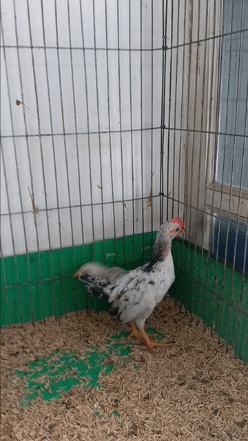Gà cảnh trắng cả hai 3 tháng. Mua bán Gà tại Quận Bình Tân Tp Hồ Chí Minh được đăng bởi vòong a sáng hình 1