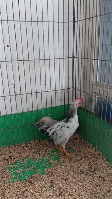 Gà cảnh trắng cả hai 3 tháng. Mua bán Gà tại Quận Bình Tân Tp Hồ Chí Minh được đăng bởi vòong a sáng hình 1