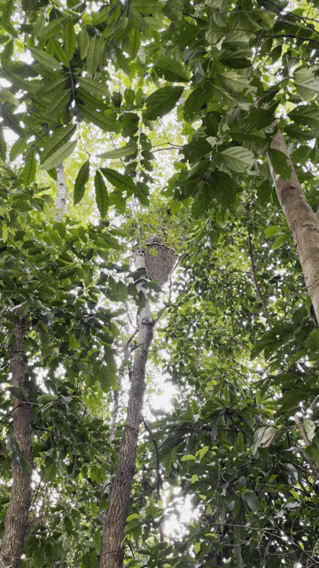 Mật ong nguyên chất 1 lít. Mua bán Đồ ăn, thực phẩm và các loại khác tại Quận Thanh Khê Đà Nẵng được đăng bởi nthai  hình 1