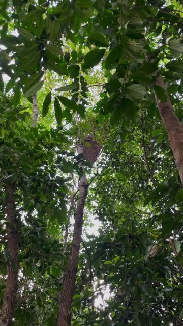 Mật ong nguyên chất 1 lít. Mua bán Đồ ăn, thực phẩm và các loại khác tại Quận Thanh Khê Đà Nẵng được đăng bởi nthai  hình 1