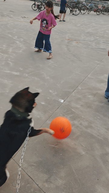 Chó Shiba đực 11 tháng. Mua bán Chó tại Huyện Thường Tín Hà Nội được đăng bởi Ms Phuc hình 1