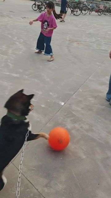 Chó Shiba đực 11 tháng. Mua bán Chó tại Huyện Thường Tín Hà Nội được đăng bởi Ms Phuc hình 1