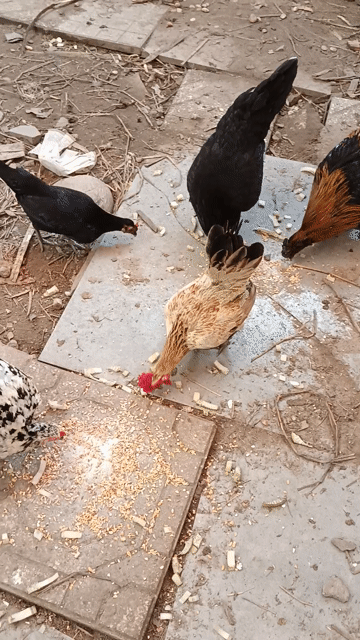 Gà cảnh trống 5-7 lạng. Mua bán Gà tại Thành phố Thủ Đức Tp Hồ Chí Minh được đăng bởi Duy hình 1