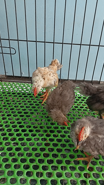 Gà Serama trống 2 tháng rưỡi. Mua bán Gà tại Thị xã Tân Uyên Bình Dương được đăng bởi Hoàng Hiệp3 hình 1