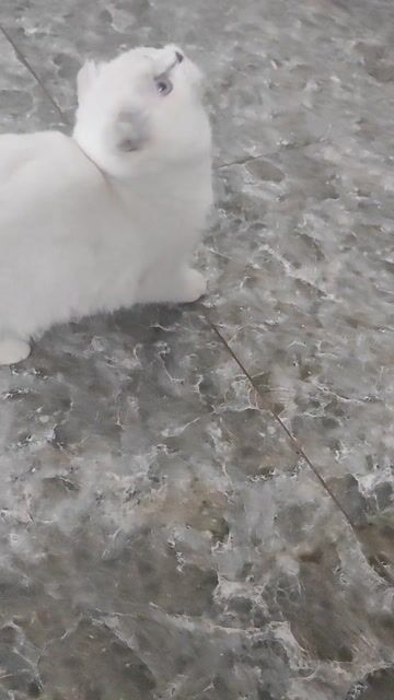 mèo anh lông ngắn. Mua bán Mèo tại Huyện Kiến Thuỵ Hải Phòng được đăng bởi Phạm Phú Lập hình 1