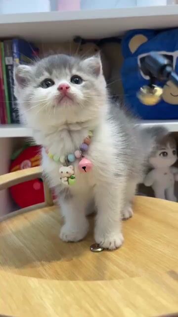 Mèo Bi blue golden thuần chủng. Mua bán Mèo tại Quận 1 Tp Hồ Chí Minh được đăng bởi Như Ý hình 1