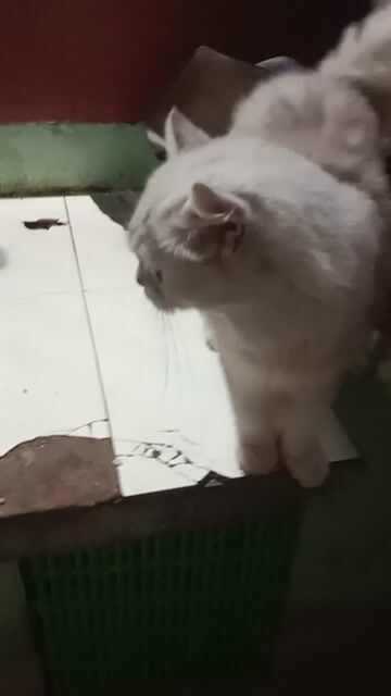 Mèo Anh lông dài đực 18 tháng. Mua bán Mèo tại Huyện Bàu Bàng Bình Dương được đăng bởi Per Ala  hình 1