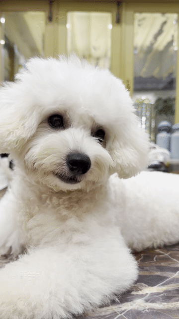 Chó Bichon Frise Trắng Nhỏ Thân thiện. Mua bán Chó tại Huyện Nhà Bè Tp Hồ Chí Minh được đăng bởi Thanh Luong hình 1