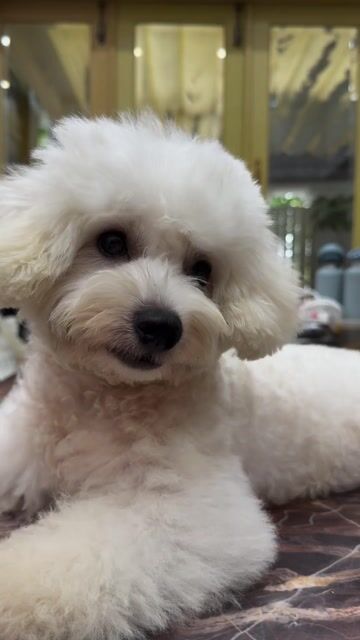 Chó Bichon Frise Trắng Nhỏ Thân thiện. Mua bán Chó tại Huyện Nhà Bè Tp Hồ Chí Minh được đăng bởi Thanh Luong hình 1