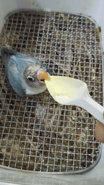 Vẹt Lovebird non Xanh xám. Mua bán Chim tại Quận Bình Tân Tp Hồ Chí Minh được đăng bởi nguyen van tam hình 1