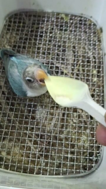 Vẹt Lovebird non Xanh xám. Mua bán Chim tại Quận Bình Tân Tp Hồ Chí Minh được đăng bởi nguyen van tam hình 1