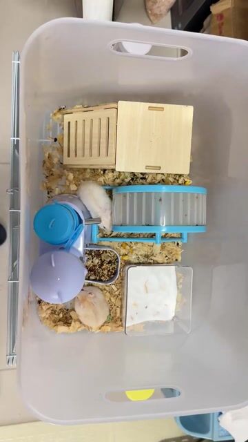 Lồng Chuột Hamster Trắng đực cái. Mua bán Thú cưng khác tại Quận Hà Đông Hà Nội được đăng bởi Phương Anh Phạm Thị hình 1