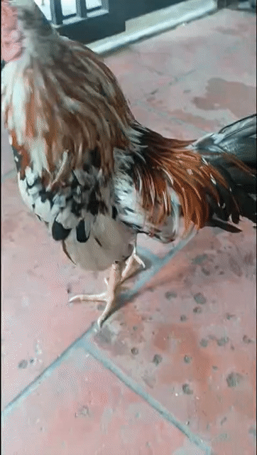 Gà tre Đa sắc 4 lạng. Mua bán Gà tại Thành phố Dĩ An Bình Dương được đăng bởi Tên chưa cung cấp hình 1