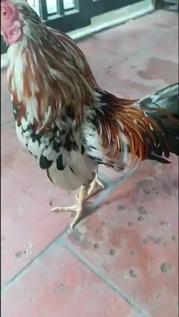 Gà tre Đa sắc 4 lạng. Mua bán Gà tại Thành phố Dĩ An Bình Dương được đăng bởi Tên chưa cung cấp hình 1