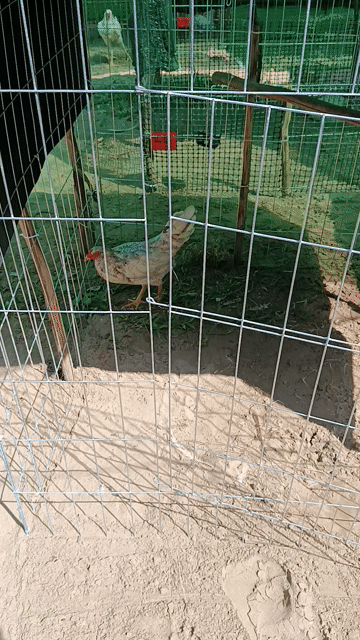 Gà Mỹ Pely Tơ  Trạng đẻ tầm 1k8. Mua bán Gà tại Huyện Trà Ôn Vĩnh Long được đăng bởi Lợi Gà Mỹ 64 hình 1