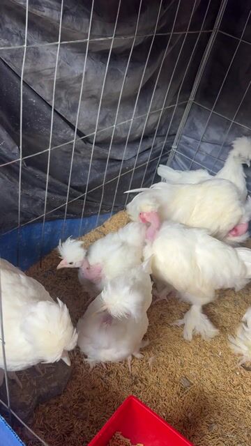 Gà kiểng độc lạ. Mua bán Gà tại Thành phố Vĩnh Long Vĩnh Long được đăng bởi Thí Lê hình 1