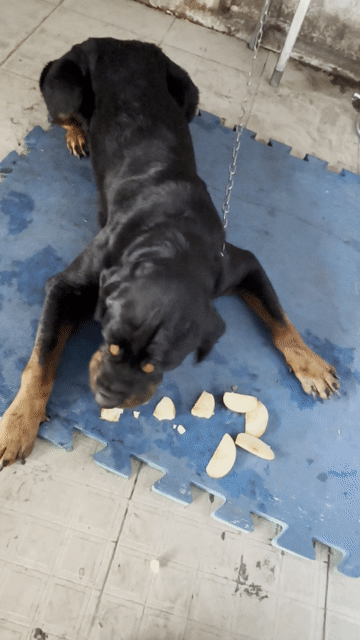 Chó Rottweiler Đen. Mua bán Chó tại Thành phố Biên Hòa Đồng Nai được đăng bởi Vinh hình 1