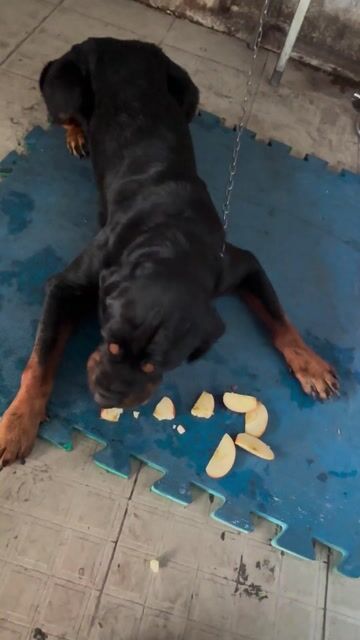 Chó Rottweiler Đen. Mua bán Chó tại Thành phố Biên Hòa Đồng Nai được đăng bởi Vinh hình 1